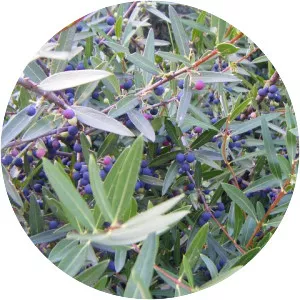 Narrow-leaved mock privet - Plants