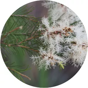 Narrow-leaved paperbark