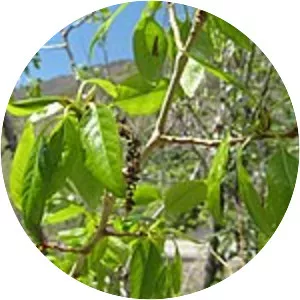 Narrowleaf cottonwood
