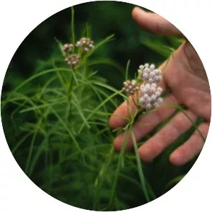 Narrowleaf milkweed - Plants
