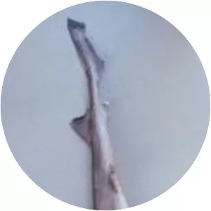 Narrownose smooth-hound