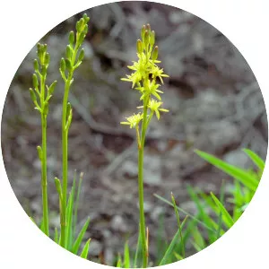 Narthecium ossifragum