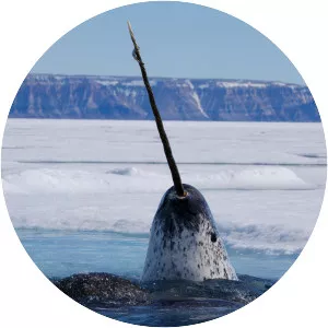 Narwhal