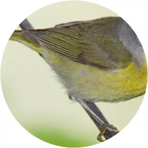 Nashville warbler