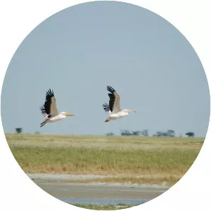 Nata Bird Sanctuary - 