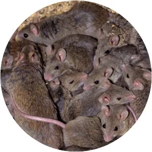 Natal multimammate mouse