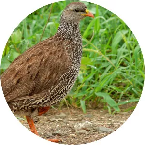 Natal spurfowl