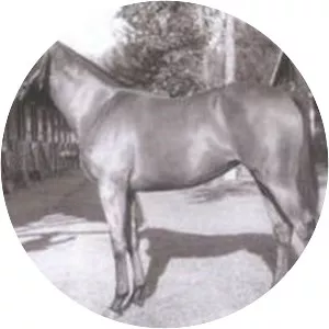 Natalma - Horse