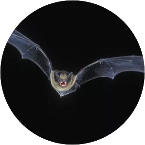 Nathusius's pipistrelle
