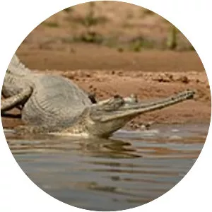 National Chambal Sanctuary