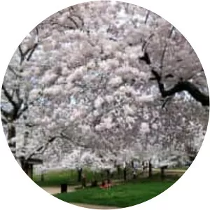 National Cherry Blossom Festival - 