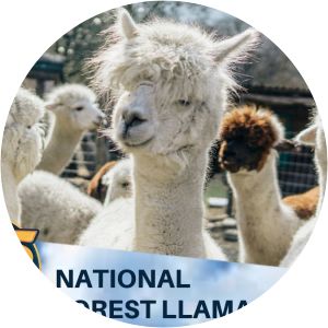 National Forest Llama Treks