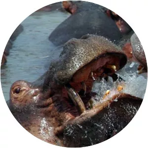 National Geographic Explorer Wild - TV program