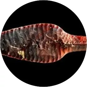 National Museum of Denmark