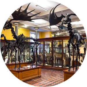 National Museum of Ireland: Natural History