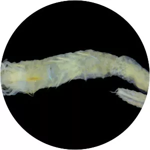 National Museums Scotland