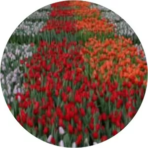 National Tulip Day - 