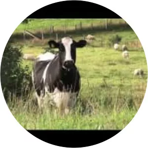 National Veterinary Institute