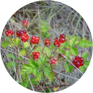 Native raspberry