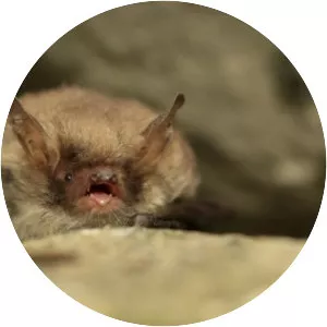 Natterer's bat