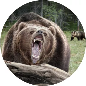 Nature Gone WildSince 2021