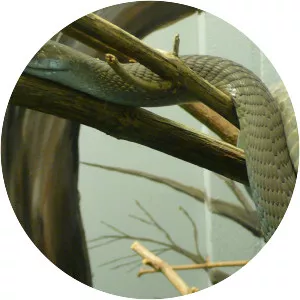 Nature's Deadliest - TV program