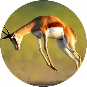 Nature's Greatest Dancers - TV program