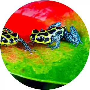 Nature's Microworlds - TV series