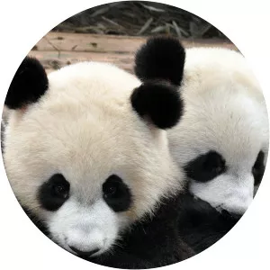 Nature's Miracle Babies (Since 2011)