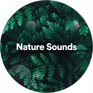 fire sounds nature sounds