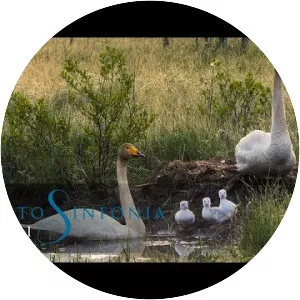 Nature Symphony - 2019 ‧ Music/Documentary ‧ 1h 15m