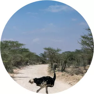 Nature Tracks - TV program