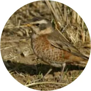 Naumann's thrush