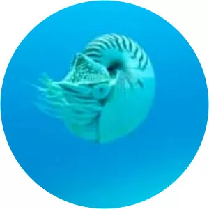 Nautilidae