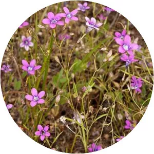 Navarretia leptalea - Plants