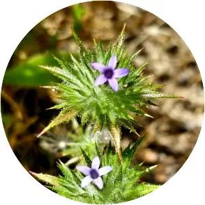 Navarretia
