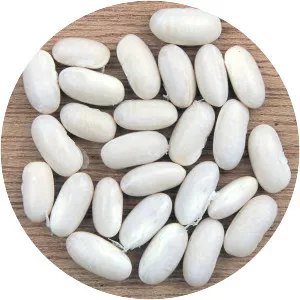 Navy bean - 