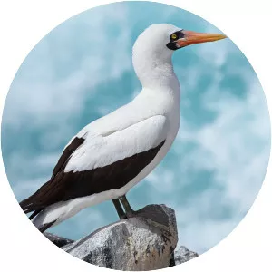 Nazca booby - Bird