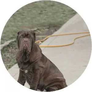 Neapolitan Mastiff