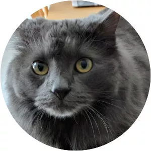 Nebelung - Cat breed