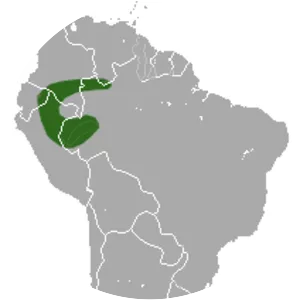 Neblina slender opossum