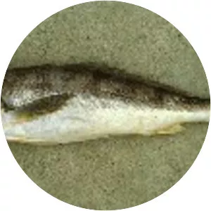 Nebris occidentalis - 