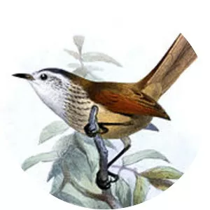 Necklaced spinetail - Bird