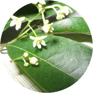 Nectandra megapotamica - 