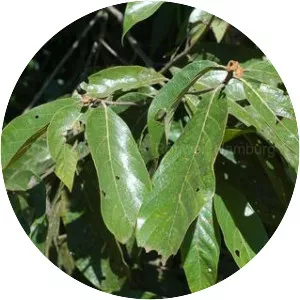 Nectandra oppositifolia - 