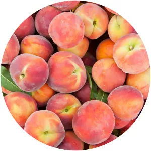 Nectarine - Plants