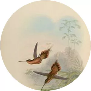 Needle-billed hermit