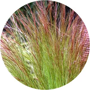Needle grasses - Plants