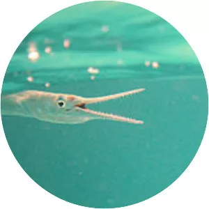 Needlefish