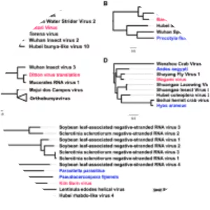 Negative-sense single-stranded RNA virus